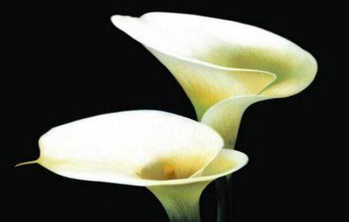 探寻以马蹄莲的花语（揭示花语中的美丽神秘——以马蹄莲）