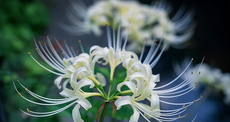 曼陀沙华的花语与寓意（曼陀沙华）
