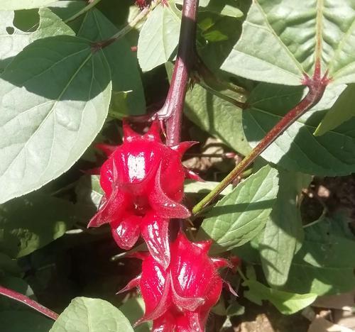 玫瑰茄的神秘传说（揭开玫瑰茄花语的面纱，探寻其神秘力量）