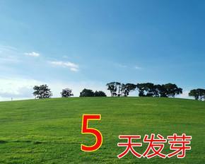 如何种植马尼拉草籽（从选种到管理，全面解析马尼拉草籽种植技巧）