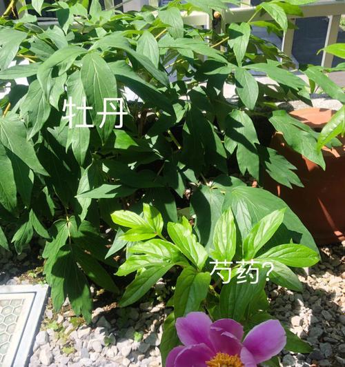 芍药的开花时间和季节（一年中芍药开花的时间和数量）