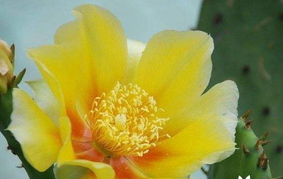 仙人球花语的含义与象征（探寻仙人球花的神秘之意）