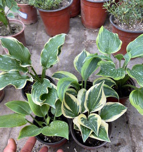 室内绿植推荐（打造清新氛围，为你的家增添生机）