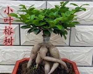 人参榕叶子发黄如何护理（从原因到解决，帮你打理人参榕）