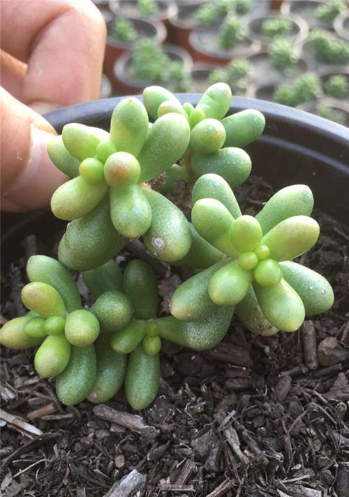 多肉植物品种分类大全（探索多肉世界，认识不一样的多肉植物）