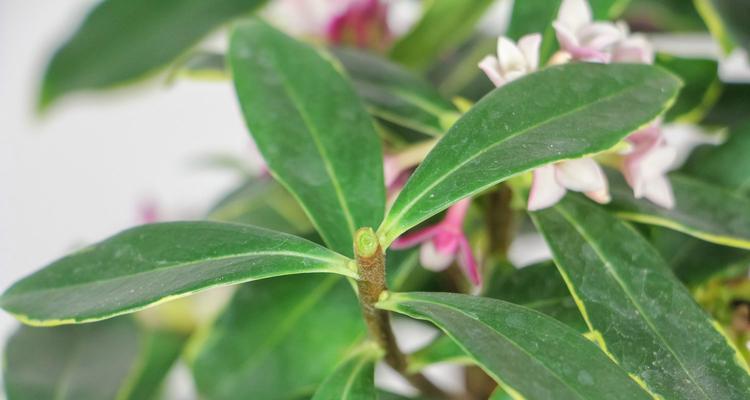 家庭瑞香花的种植与养护（瑞香花的美丽与香气，从家庭开始）
