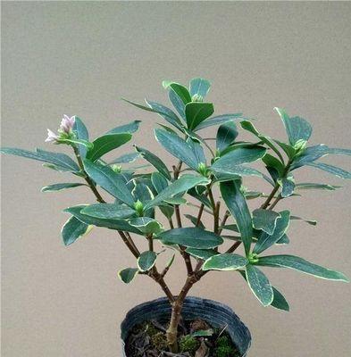 家庭瑞香花的种植与养护（瑞香花的美丽与香气，从家庭开始）