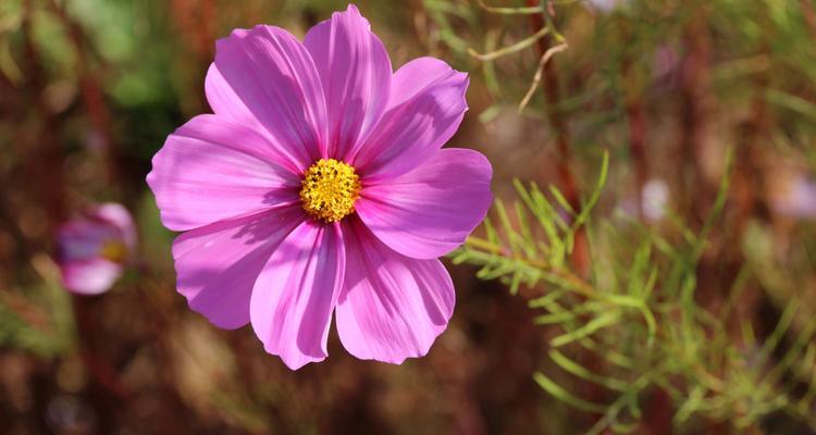 花语代表是你的花——探索不同花的花语（解读花语，了解内心世界的密码）