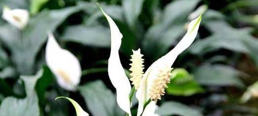 花开自信，芬芳生活（以自信为主题的花语）
