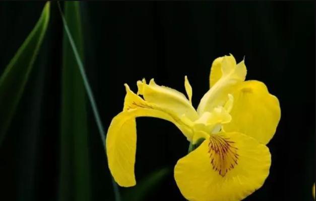 花开自信，芬芳生活（以自信为主题的花语）