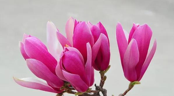 玉兰花的开放之美（预示着繁华与坚韧的生命力）