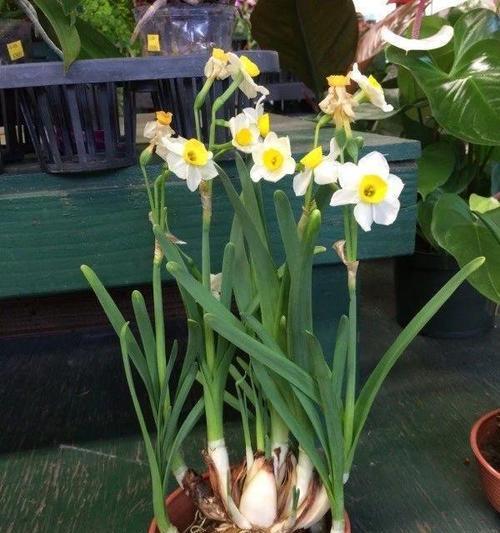水仙花——春季的优雅之花（缤纷绽放的花期及独特魅力）