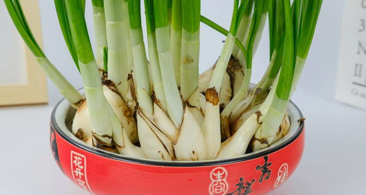 水仙花——春季的优雅之花（缤纷绽放的花期及独特魅力）