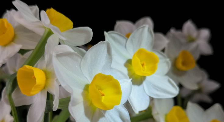 水仙花——春季的优雅之花（缤纷绽放的花期及独特魅力）