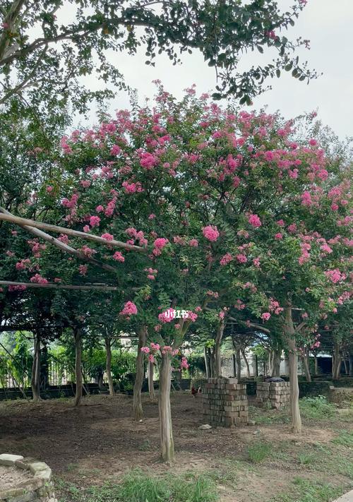 紫薇树的开花时间及特点（探究紫薇树的花期、花型和香味）