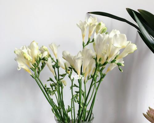 香雪兰花语的深刻寓意（探究香雪兰的花语及其象征意义）