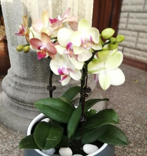 小蝴蝶兰的花语与美丽秘密（传递爱与美的花语之语）