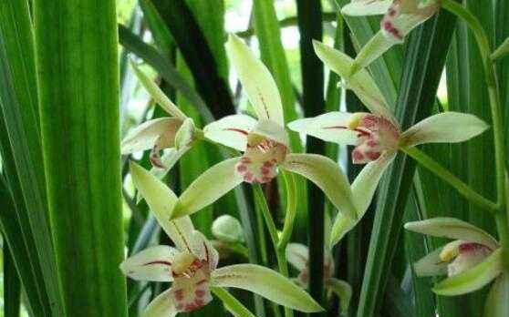 探寻野生兰花的花语之美（传递爱与坚韧的野生兰花）