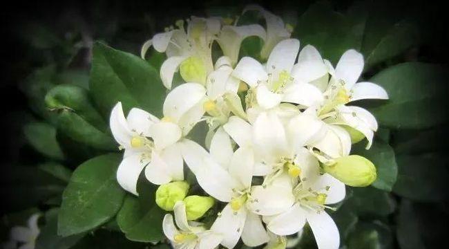 以夜来香的花语与意义解读（探索夜来香花的神秘色彩世界）