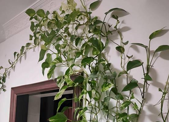 绿萝的种植与养护技巧（以一棵绿萝七个鬼的意义及如何正确养护）