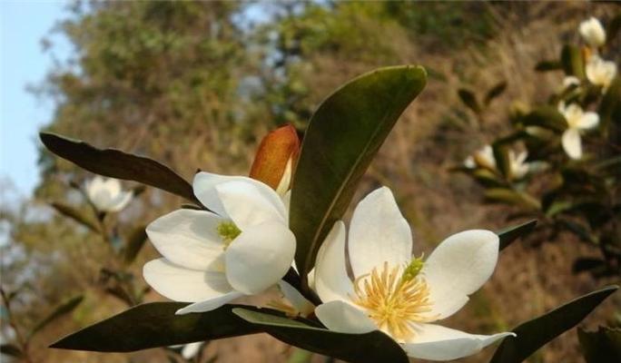 川含笑养殖病虫害防治（了解常见病虫害，提高川含笑养殖效益）