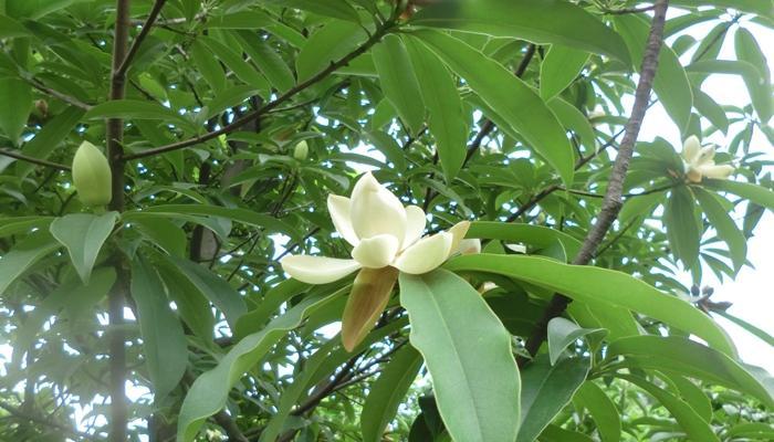 川含笑养殖病虫害防治（了解常见病虫害，提高川含笑养殖效益）