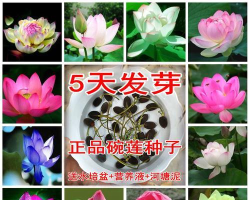 如何让睡莲种子顺利发芽（睡莲种子发芽的方法和技巧）
