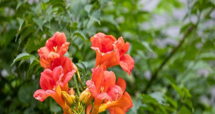 花带狼字的花语之美（花朵独特的表达方式及其意义解读）