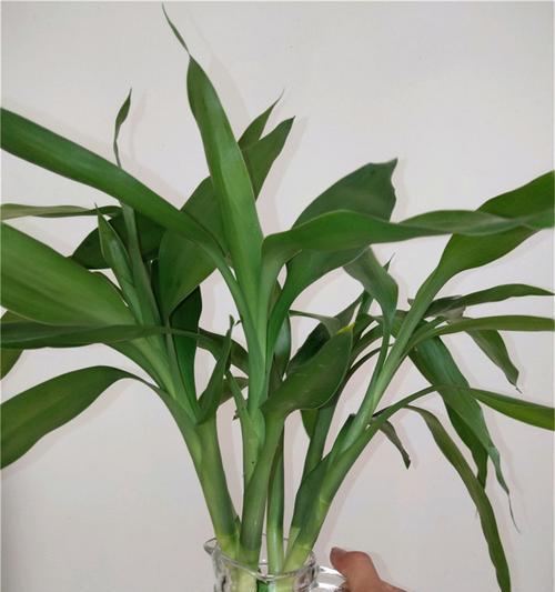 富贵竹发黄枯萎解救方法（富贵竹养护技巧，让家居更加绿色健康）