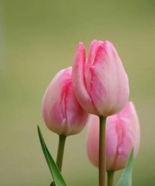 郁金香花语之芬芳绽放（探寻郁金香花语的深层含义）