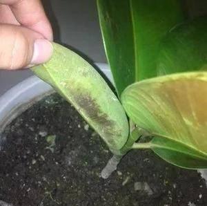 应对养殖中橡皮树烂根的处理方法（从多角度解决烂根问题，保障养殖顺利进行）