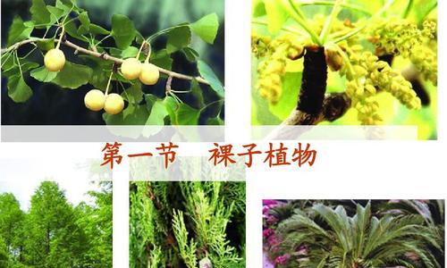 探秘裸子植物的奥秘（了解裸子植物的分类、特征及分布）