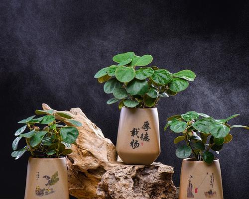 菩提树盆栽，一款易养的“佛心之选”（生态养护简单，品质与品位并重）
