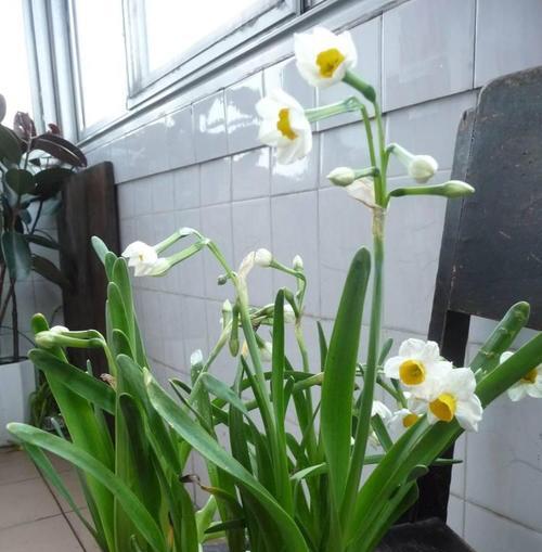 延长水仙花花期的方法（让水仙绽放更久的秘密）