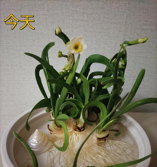 延长水仙花花期的方法（让水仙绽放更久的秘密）