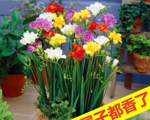 盆栽香雪兰养殖方法（打造清新空气的小角落）