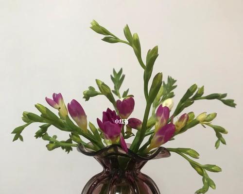 盆栽香雪兰养殖方法（打造清新空气的小角落）