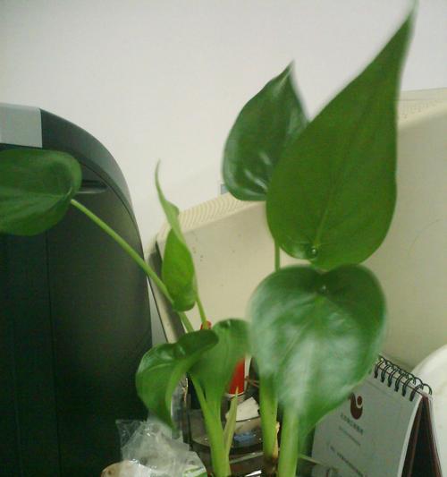 滴水观音花的神奇之处（了解这种花的神秘特性，让你惊叹不已）