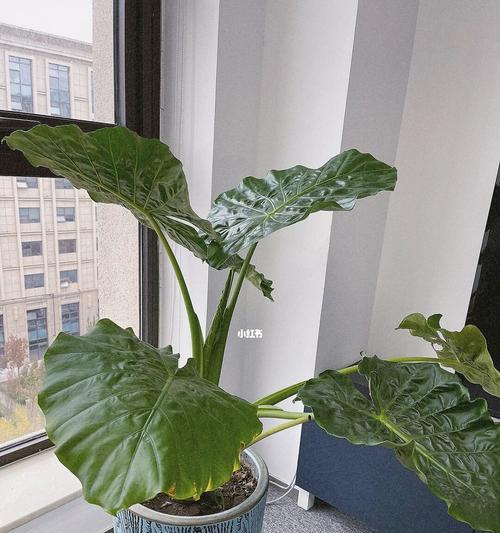 滴水观音花的神奇之处（了解这种花的神秘特性，让你惊叹不已）