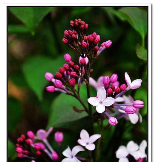丁香花的多彩颜色（探秘丁香花的颜色世界）