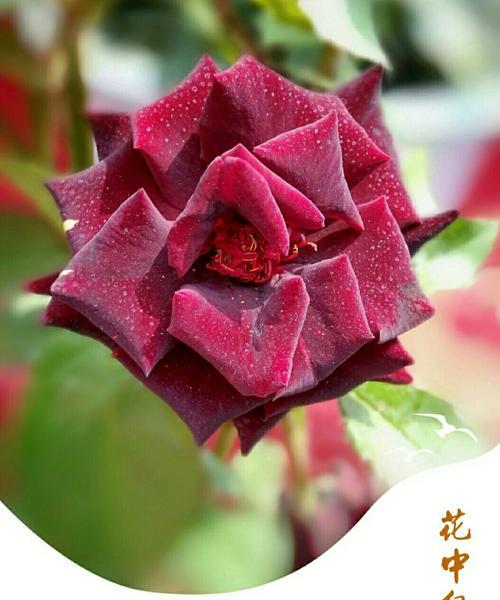 紫月季花语——传递柔美与祝福（紫月季花语的含义与象征意义）