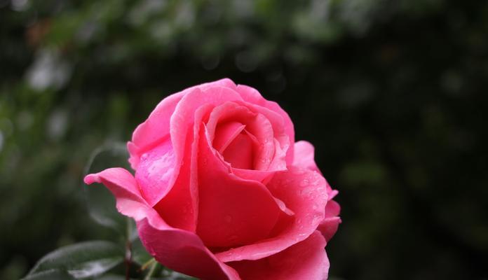 芙蓉月季（芙蓉月季的花语与传说，红色花语为主的月季品种）