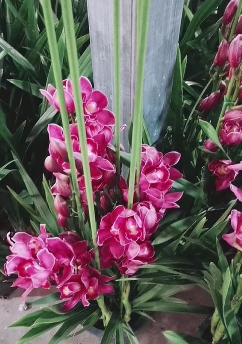 蕙兰花语与寓意（探究蕙兰的花语和象征意义，解读其独特之美）