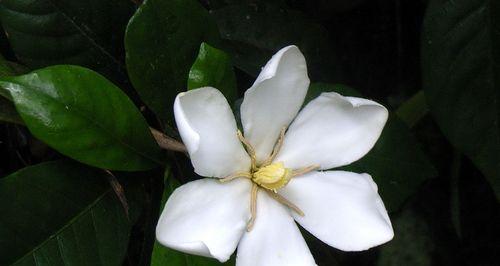栀子花的象征意义与文化内涵（解读栀子花的美丽与哲理）