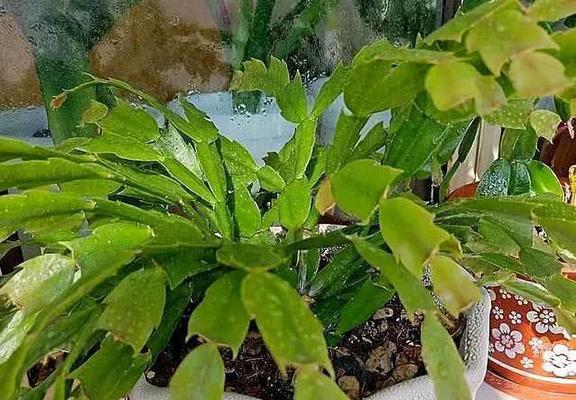 如何解决蟹爪兰叶子发软的问题（从养护技巧到病虫害防治全解析）