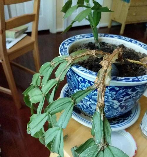如何解决蟹爪兰叶子发软的问题（从养护技巧到病虫害防治全解析）