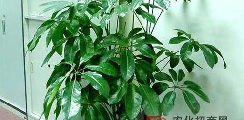 如何成功养殖摇钱树？（全方位的摇钱树种植指南，让你轻松实现财富梦想）