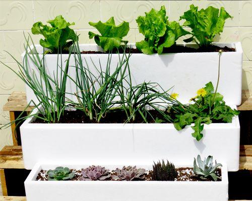白色泡沫箱能否安全种菜？（探究白色泡沫箱的安全性及相关风险）