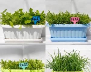 白色泡沫箱能否安全种菜？（探究白色泡沫箱的安全性及相关风险）