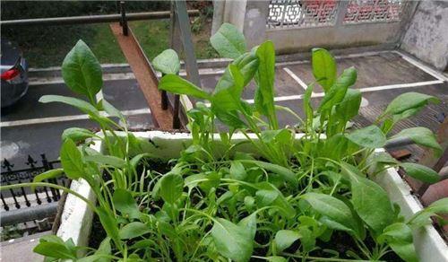 白色泡沫箱能否安全种菜？（探究白色泡沫箱的安全性及相关风险）